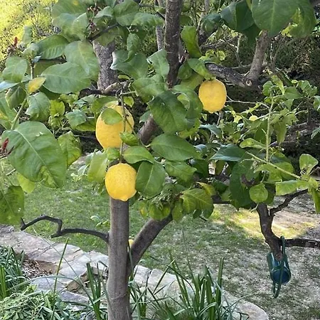 Ξενοδοχείο El Sol - Mediterraneenne - Αντίμπ